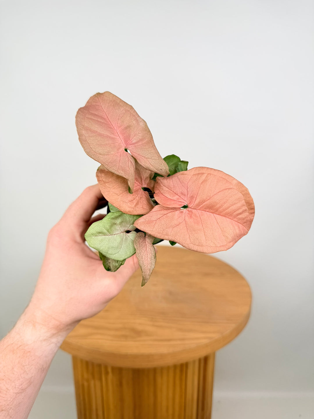 Syngonium Podophyllum - Red Heart
