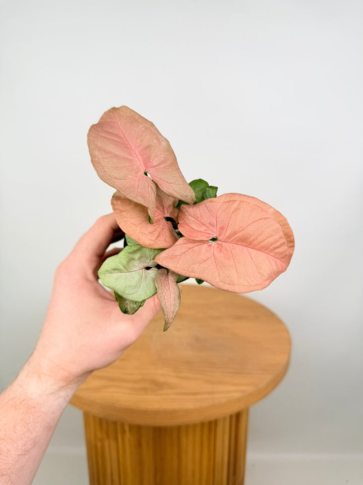 Syngonium Podophyllum - Red Heart