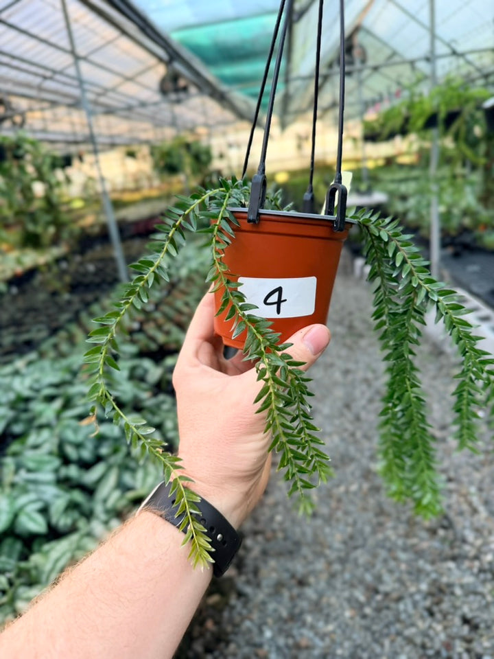 Handpicked #4 - Phlegmariurus Phlegmarioides X Phlegmariurus Ledermannii - Tassel Fern