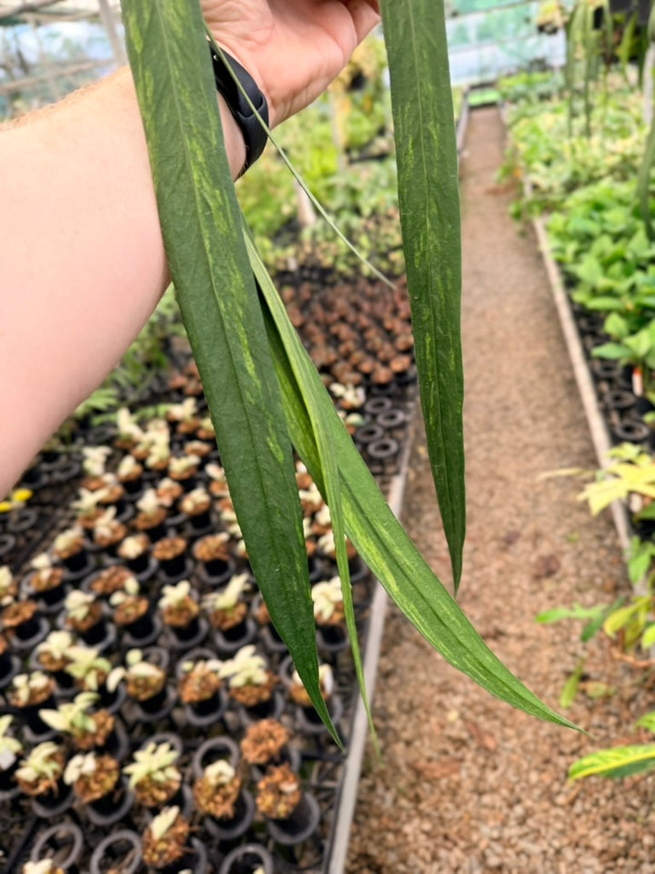 Handpicked #17 - Anthurium Vittariifolium Variegata