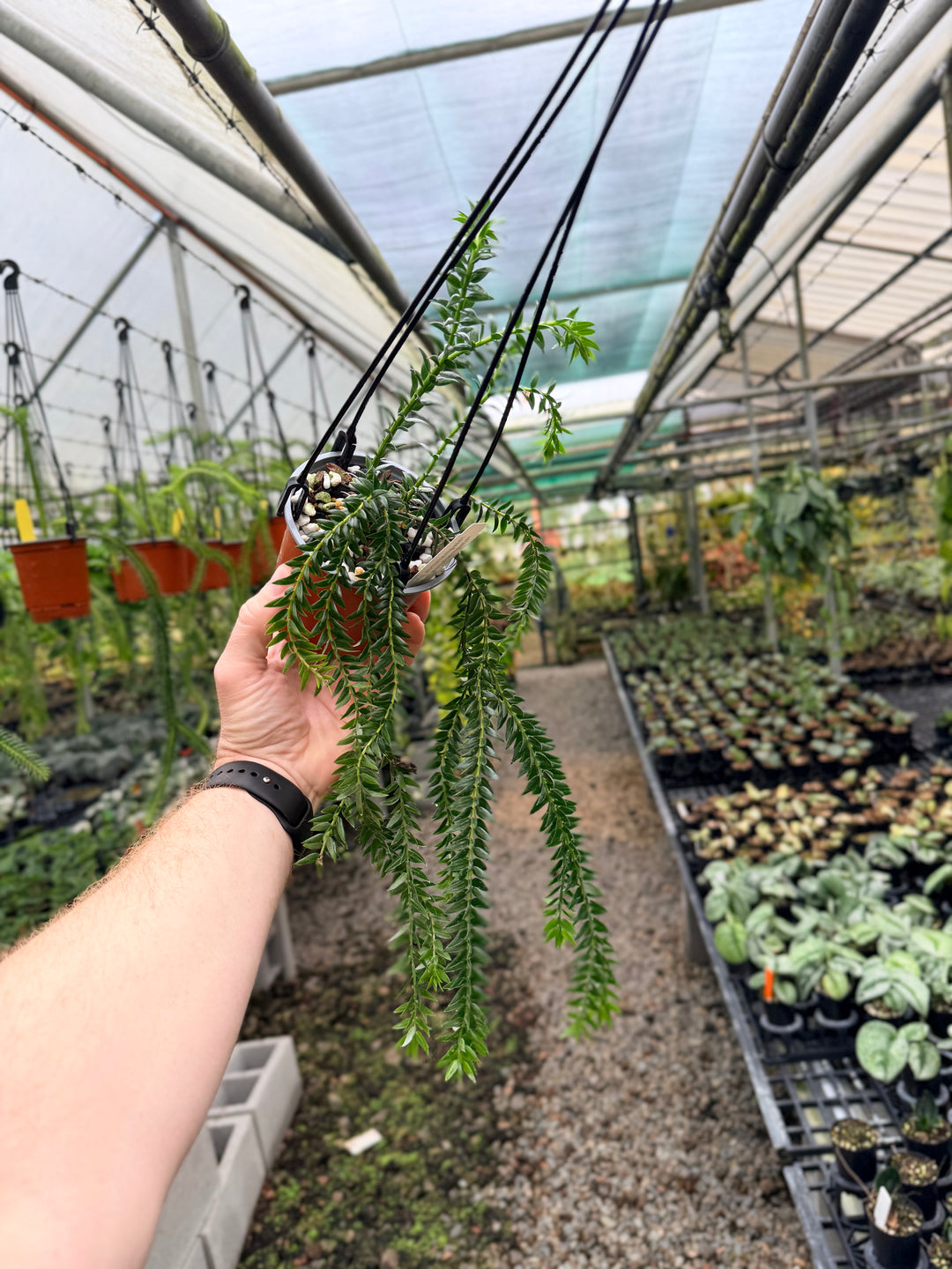 Handpicked #232 - Phlegmariurus Phlegmarioides X Phlegmariurus Ledermannii - Tassel Fern