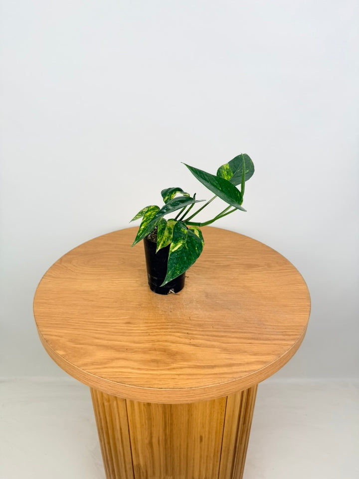 Epipremnum Pinnatum - Yellow Flame