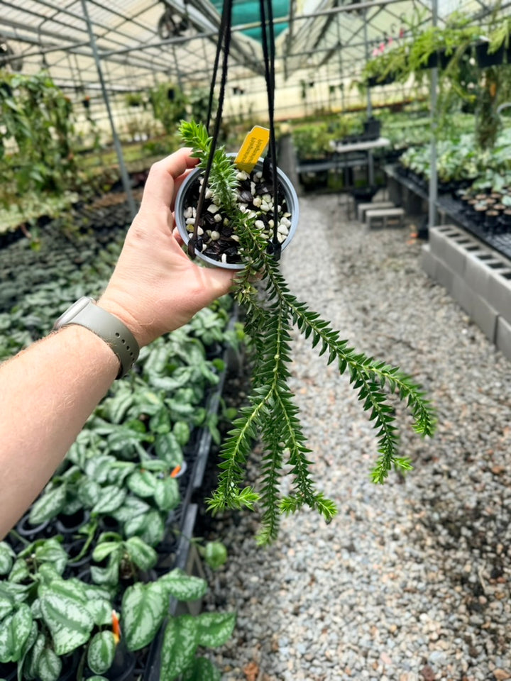 Handpicked #31 - Phlegmariurus Phlegmarioides X Phlegmariurus Ledermannii - Tassel Fern