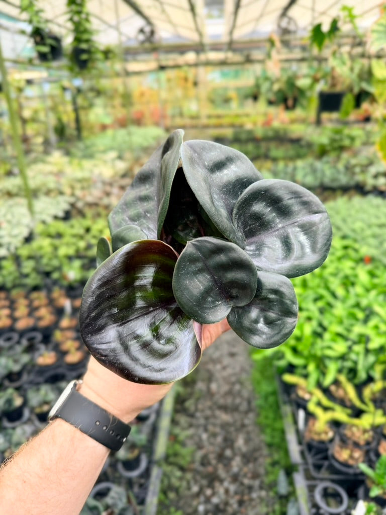 Geogenanthus ciliatus Midnight Pearl dark glossy foliage