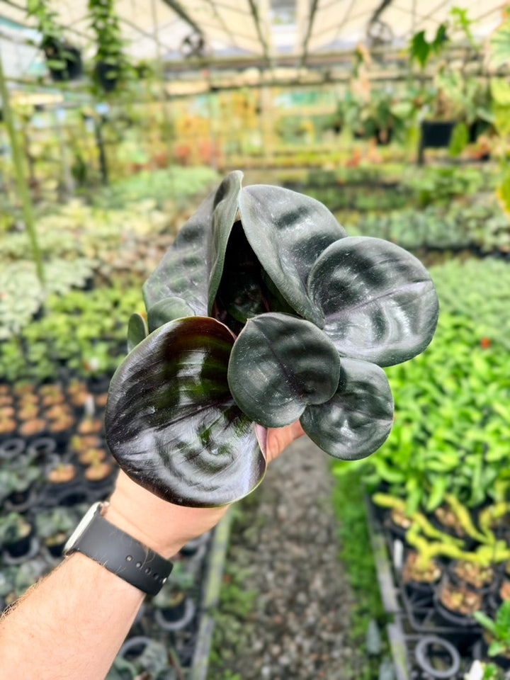 Geogenanthus ciliatus Midnight Pearl dark glossy foliage