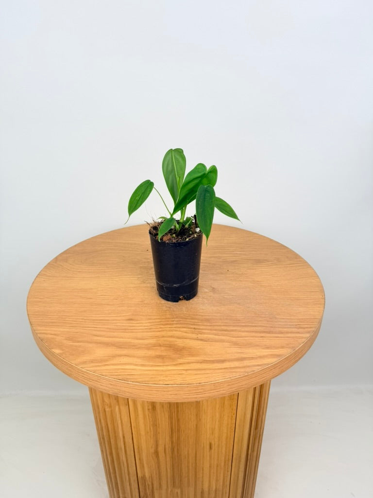 Philodendron Sharoniae
