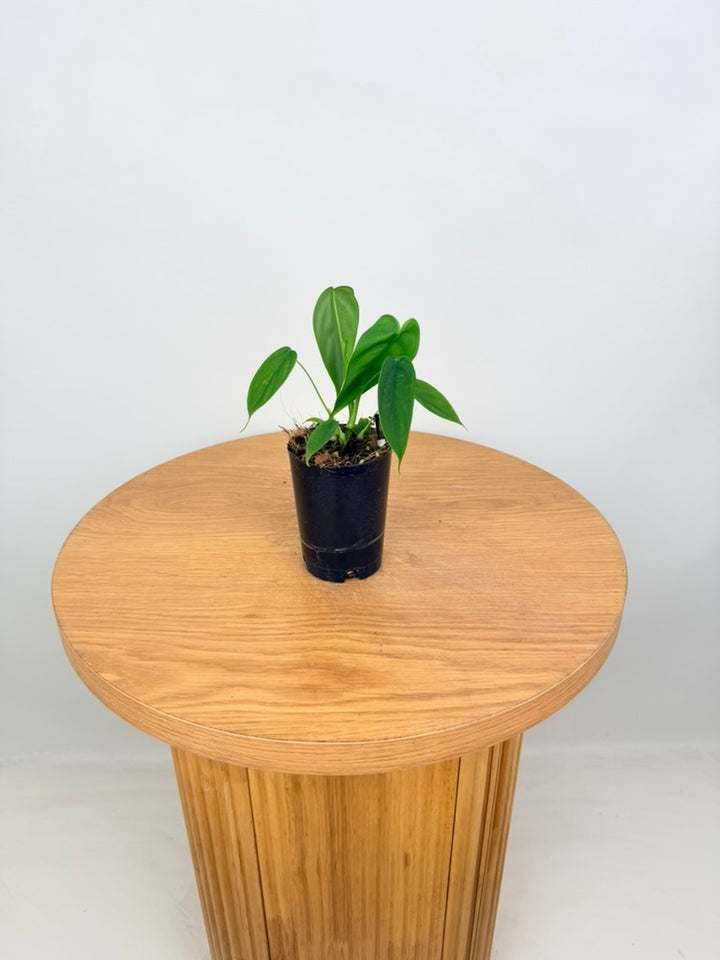 Philodendron Sharoniae