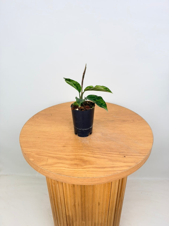 Aglaonema Pictum Tricolour X Aglaonema Rotundum - Red Army