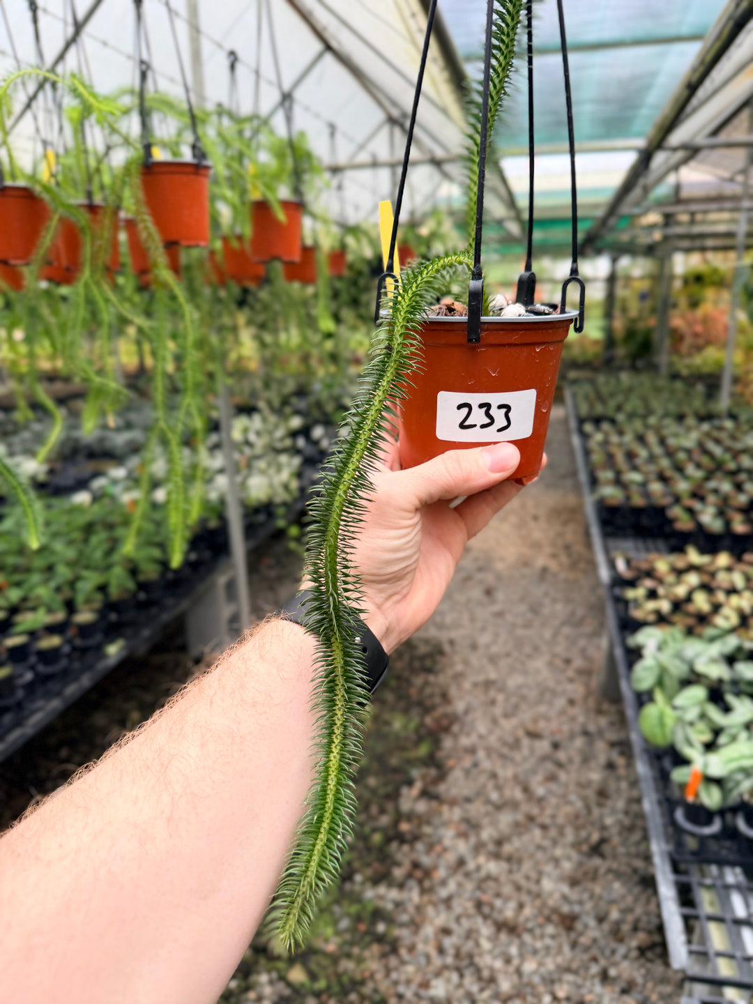 Handpicked #233 - Phlegmariurus squarrosus [Huperzia Squarrosa] - Thailand Large Rock Tassel Fern