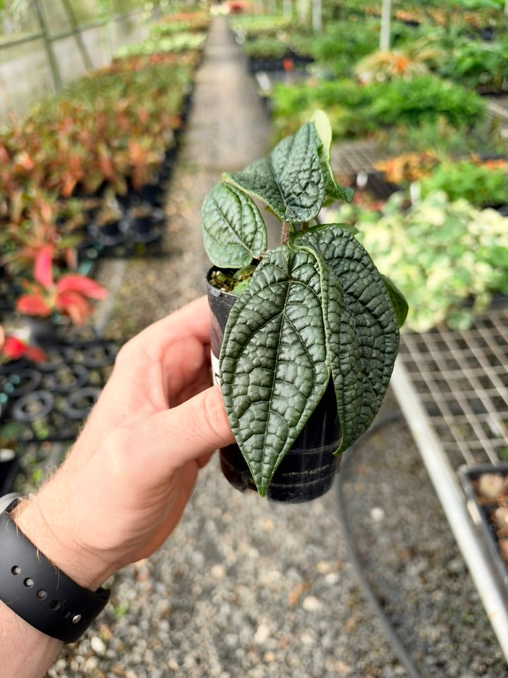 Handpicked #95 - Piper Parmatum