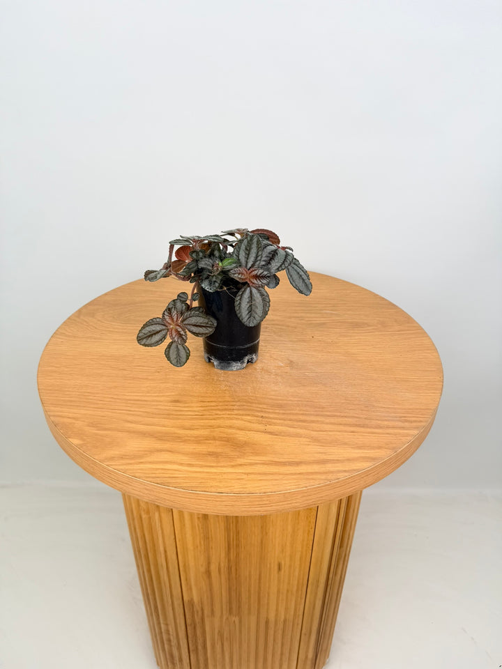 Pilea Involucrata - Norfolk