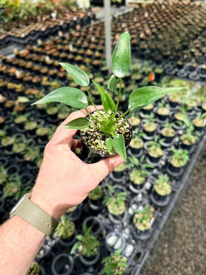 Alocasia Odora X Brisbanensis - Tiny Dancers
