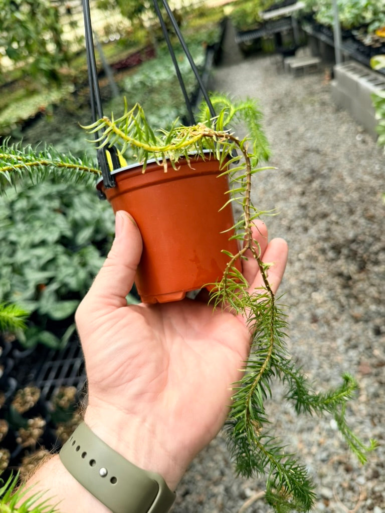 Handpicked #38 - Phlegmariurus squarrosus [Huperzia Squarrosa] - QLD Fine Rock Tassel Fern