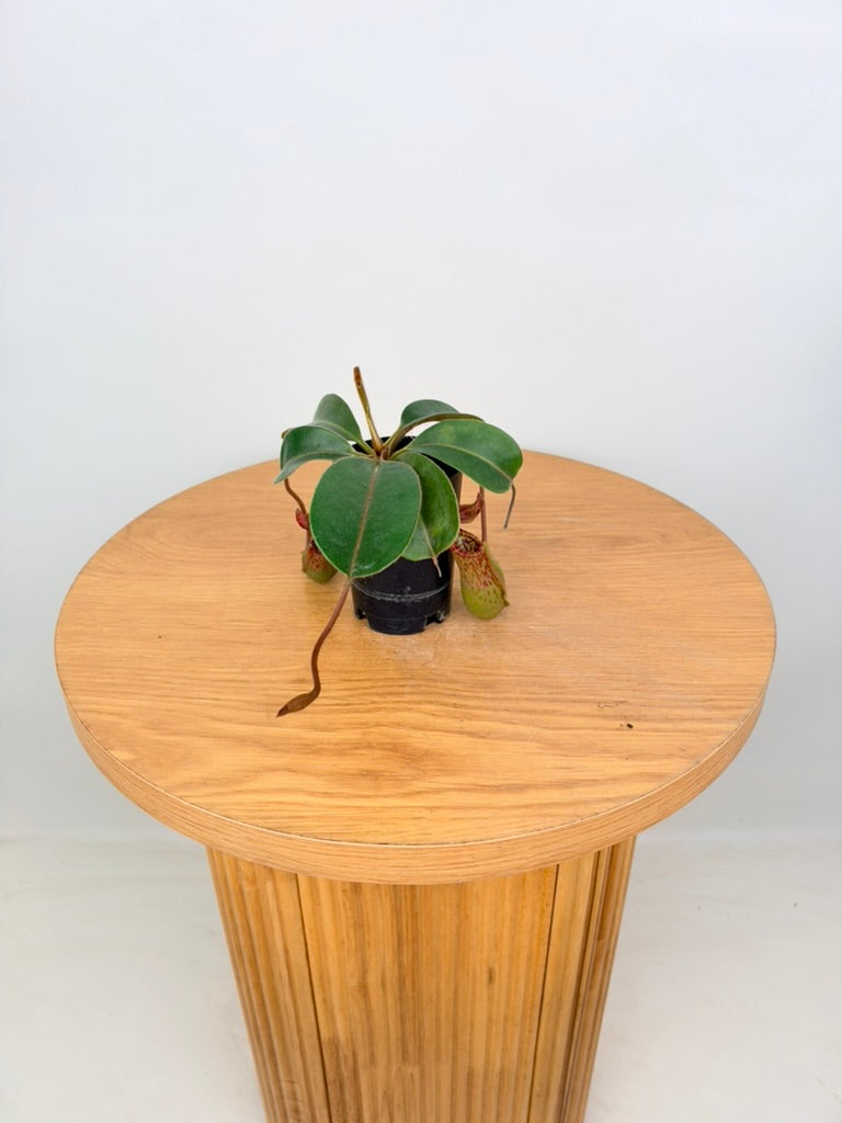 Nepenthes Veitchii
