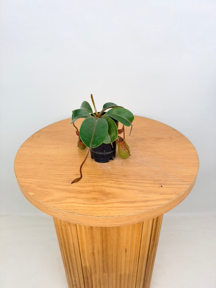 Nepenthes Veitchii