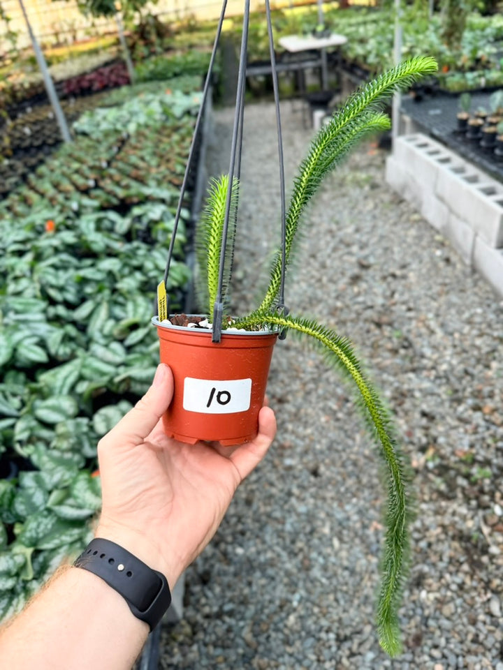 Handpicked #10 - Phlegmariurus squarrosus [Huperzia Squarrosa] - Thailand Large Rock Tassel Fern