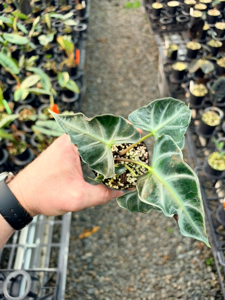 Handpicked #83 - Alocasia Loco