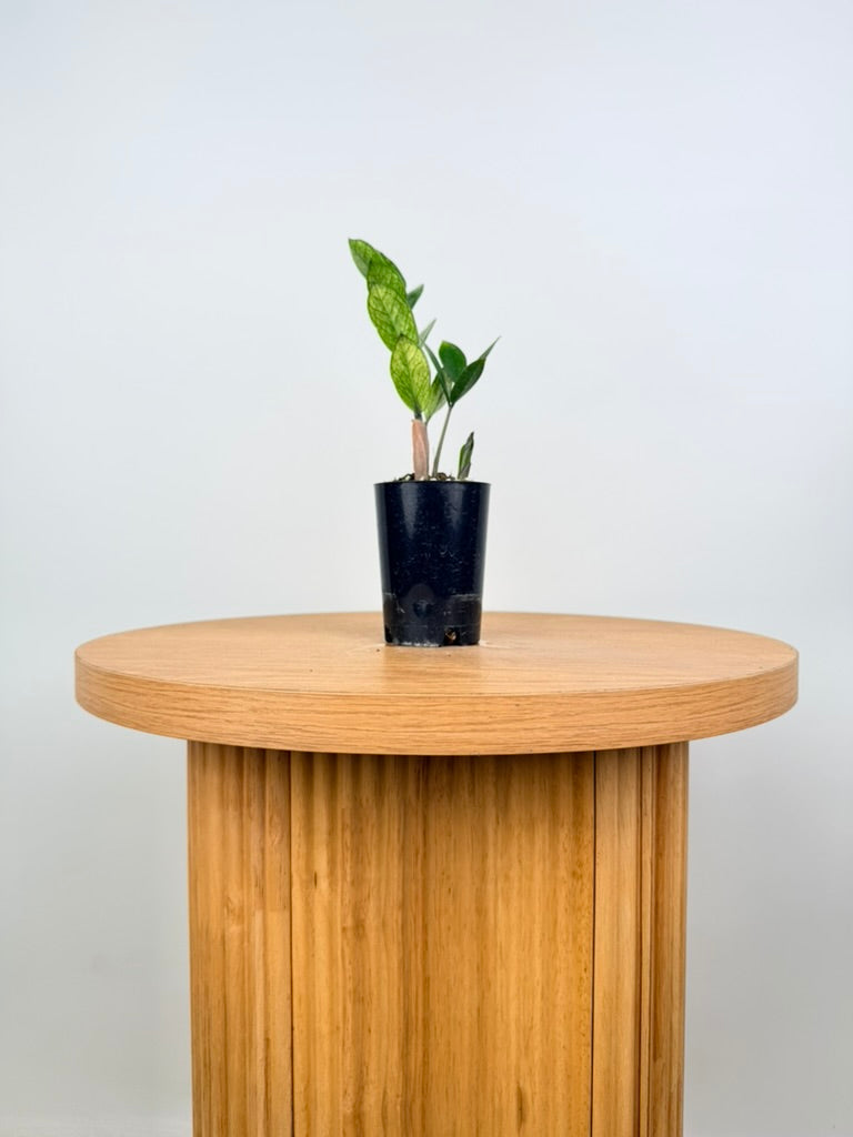 Zamioculcas Zamiifolia - Akebono