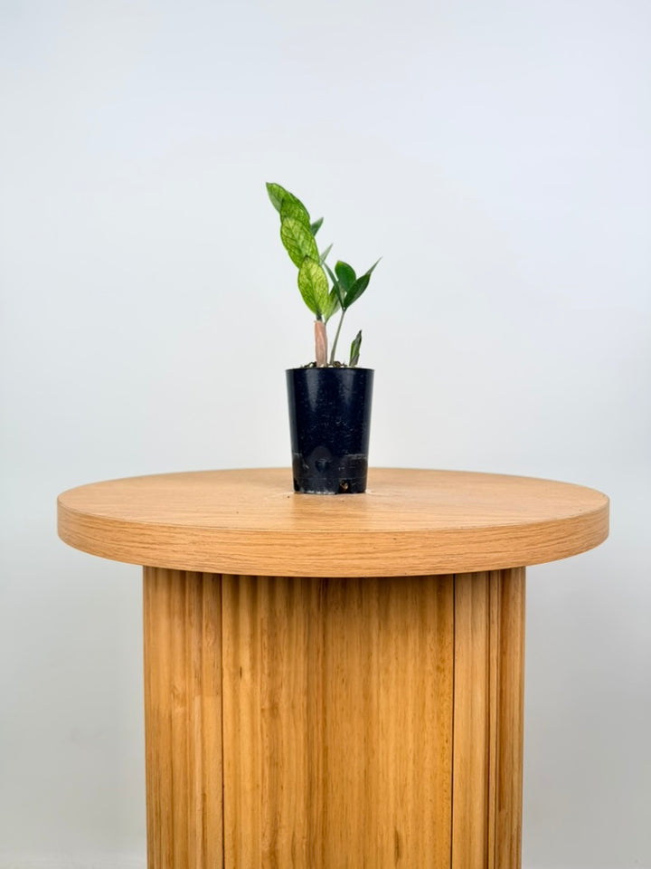 Zamioculcas Zamiifolia - Akebono