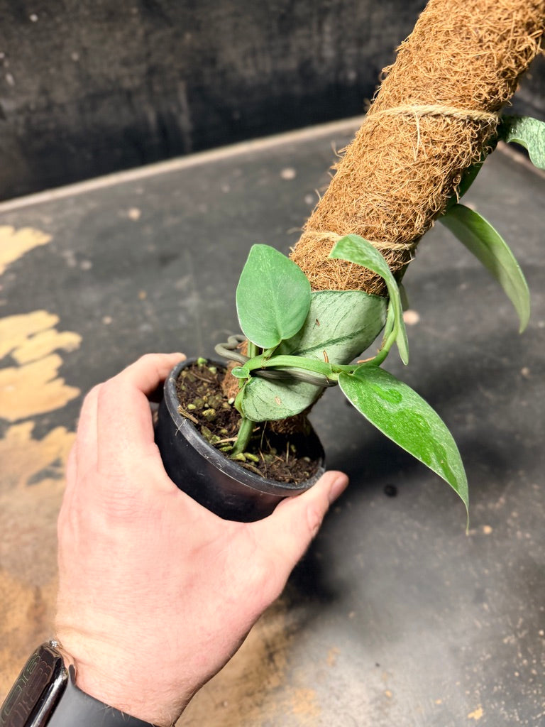 Handpicked #100 - Rhaphidophora Hongkongensis Mint Totem - 100mm Pot