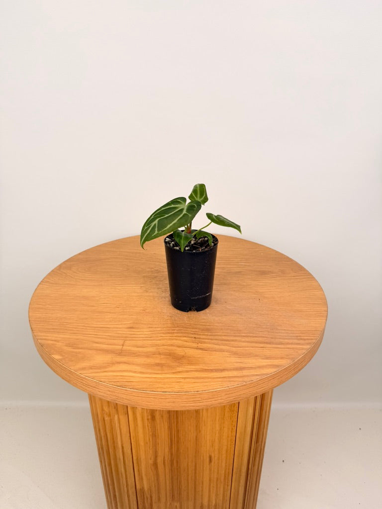 Anthurium Crystallinum X Anthurium NOID