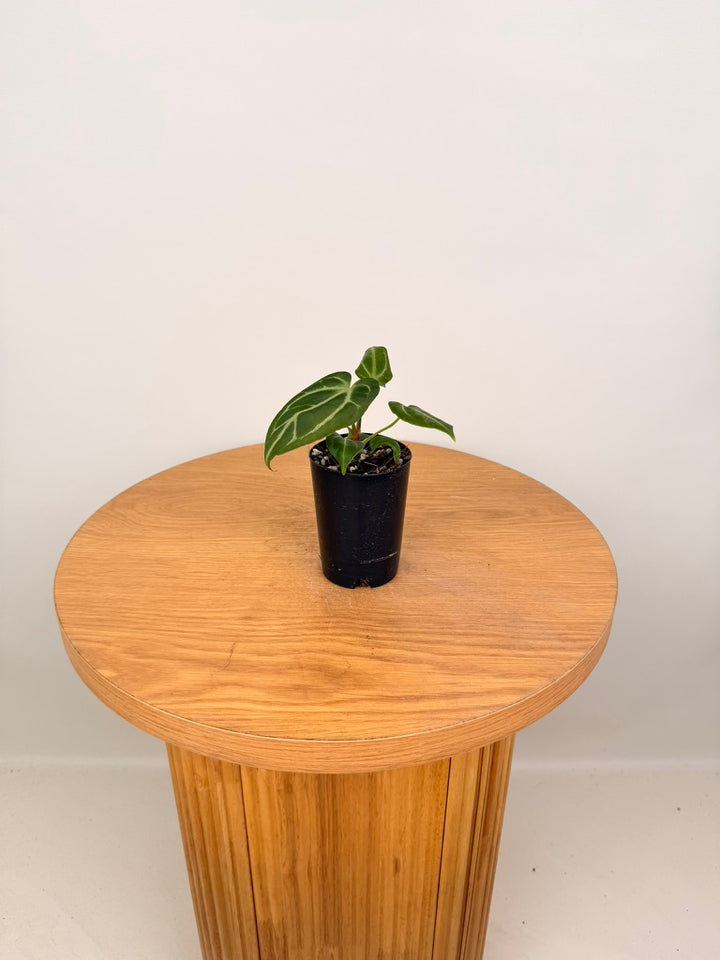 Anthurium Crystallinum X Anthurium NOID