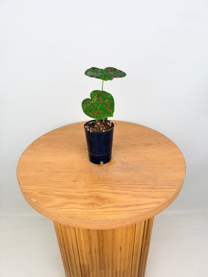 Caladium Bicolor - Raspberry Moon