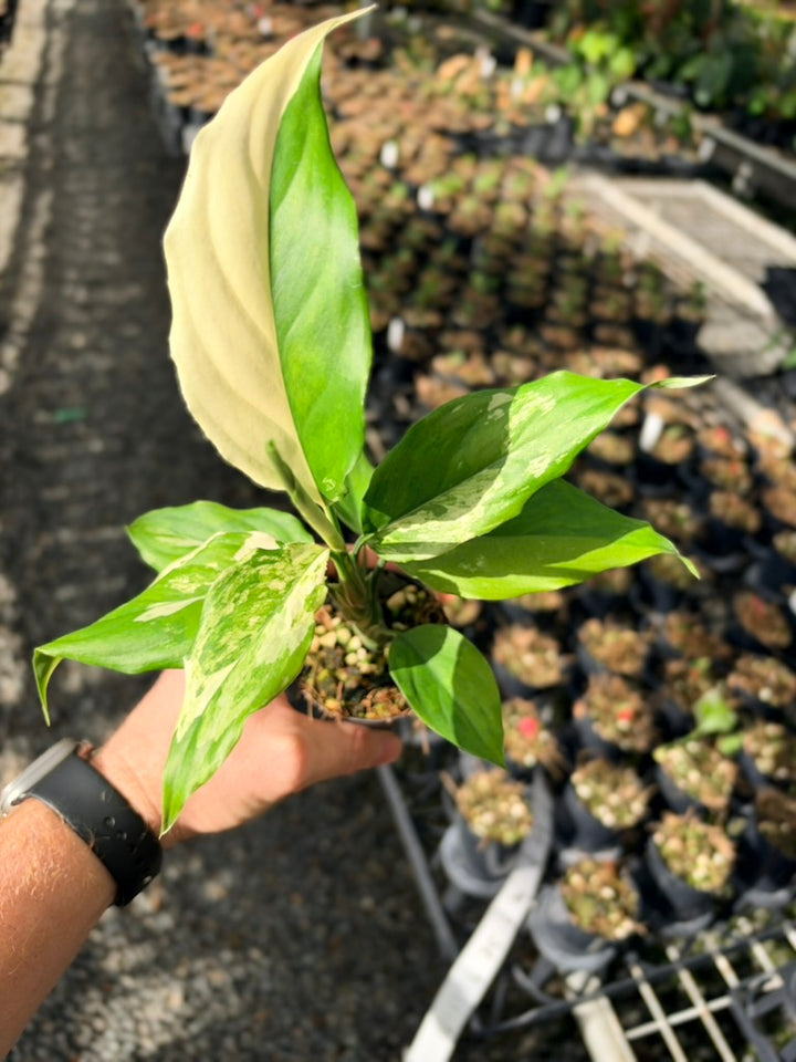 Handpicked #74 - Aglaonema Modestum Variegata