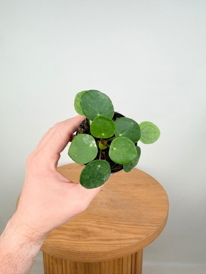 Pilea Peperomioides