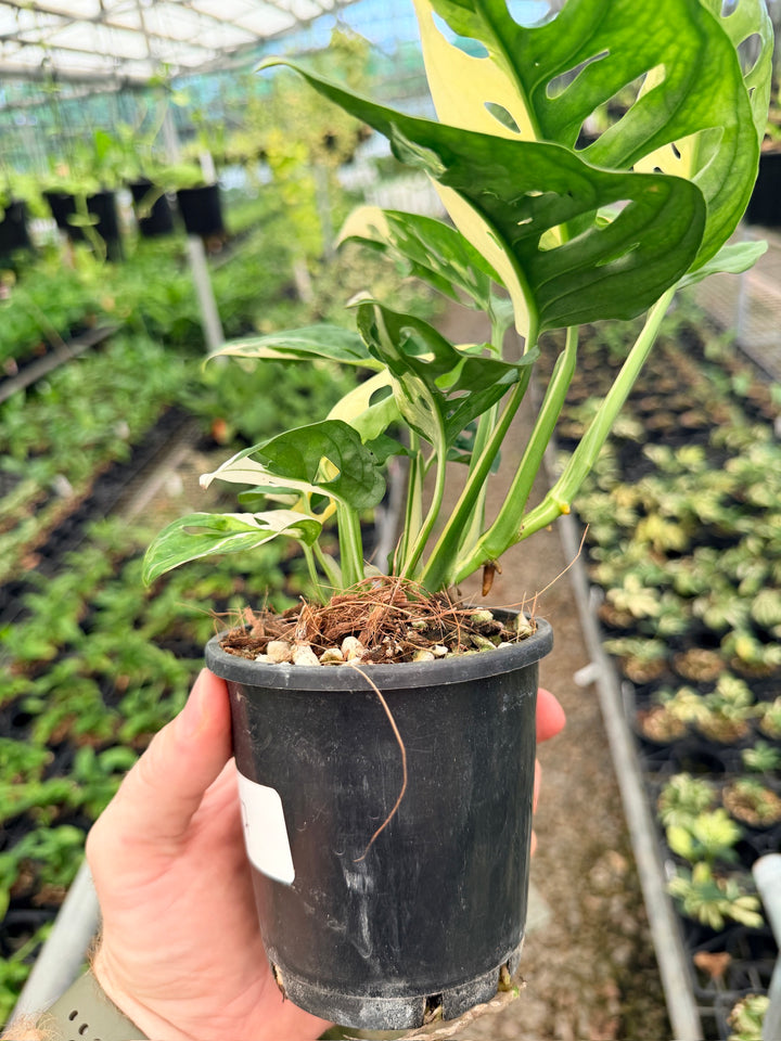 Handpicked #127 - Monstera Adansonii - Monkey Mask - Variegated Albo - Double Planted