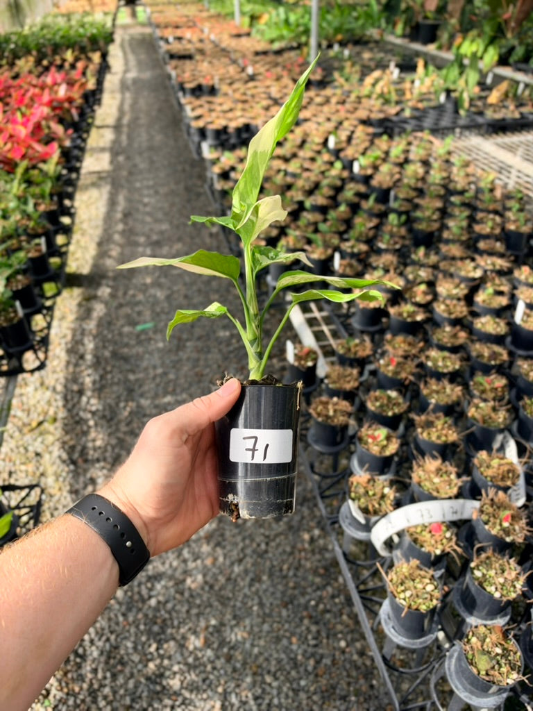 Handpicked #71 - Aglaonema Modestum Variegata