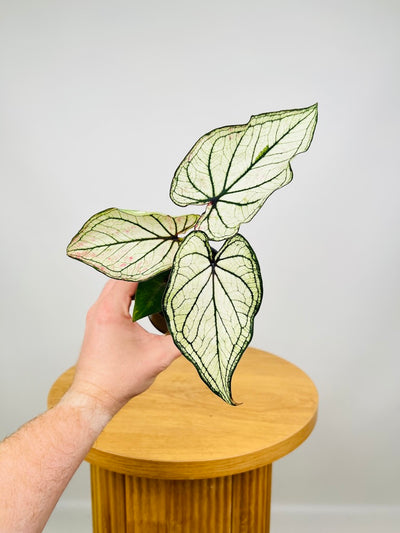 Caladium Good Luck