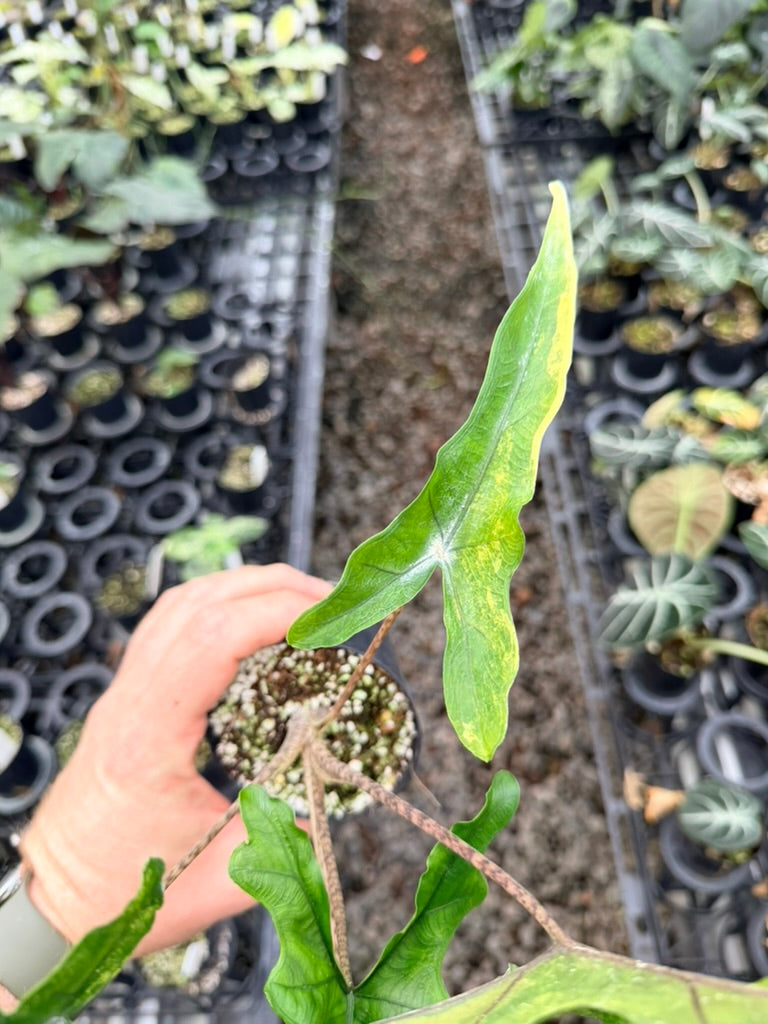 Handpicked #23 - Alocasia sp Sulewasi 'Sabrina Narrow' - Aurea Variegata