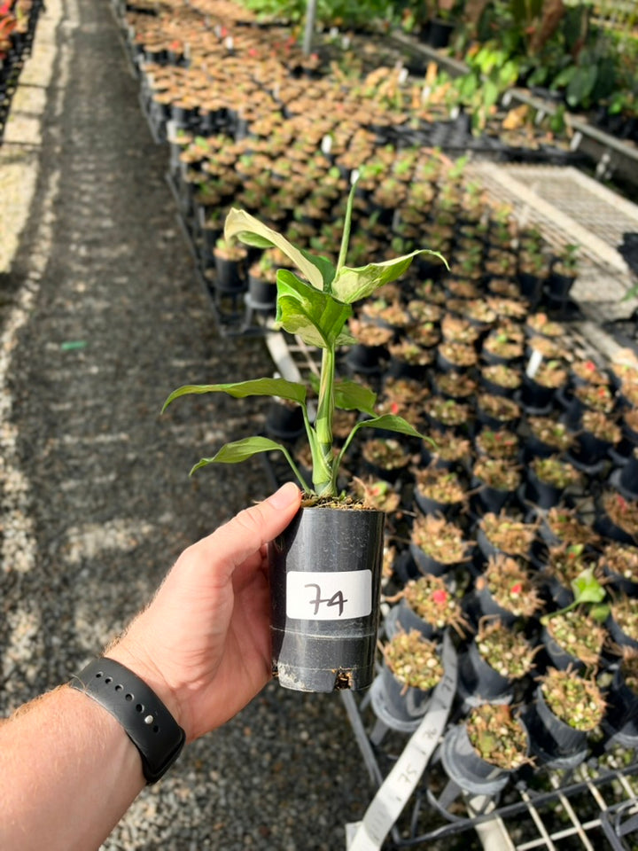 Handpicked #74 - Aglaonema Modestum Variegata