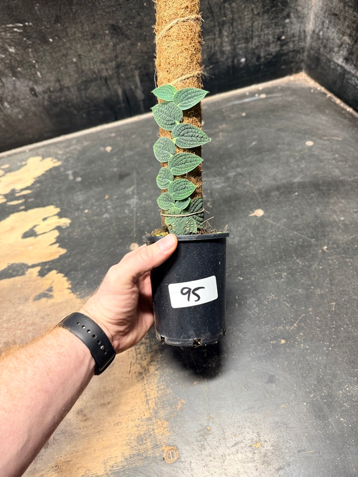 Handpicked #95 - Rhaphidophora Versteegii Totem - 100mm Pot