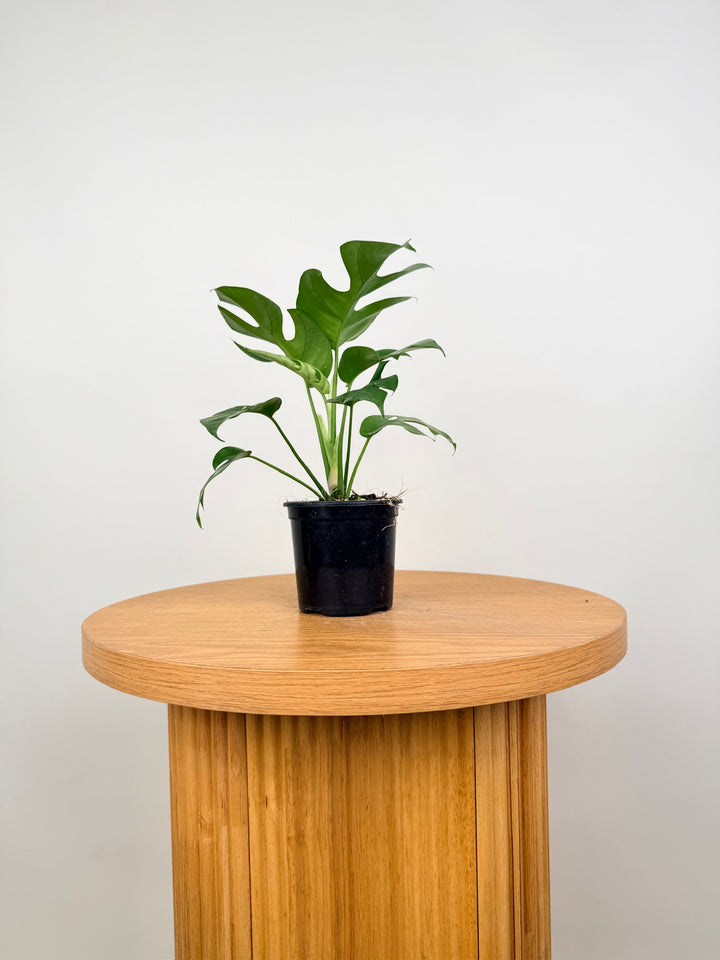 Rhaphidophora Tetrasperma