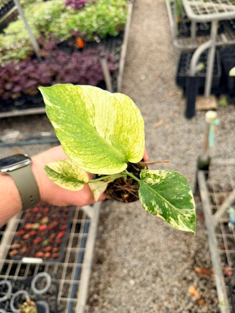 Handpicked #26 - Monstera Deliciosa Mint