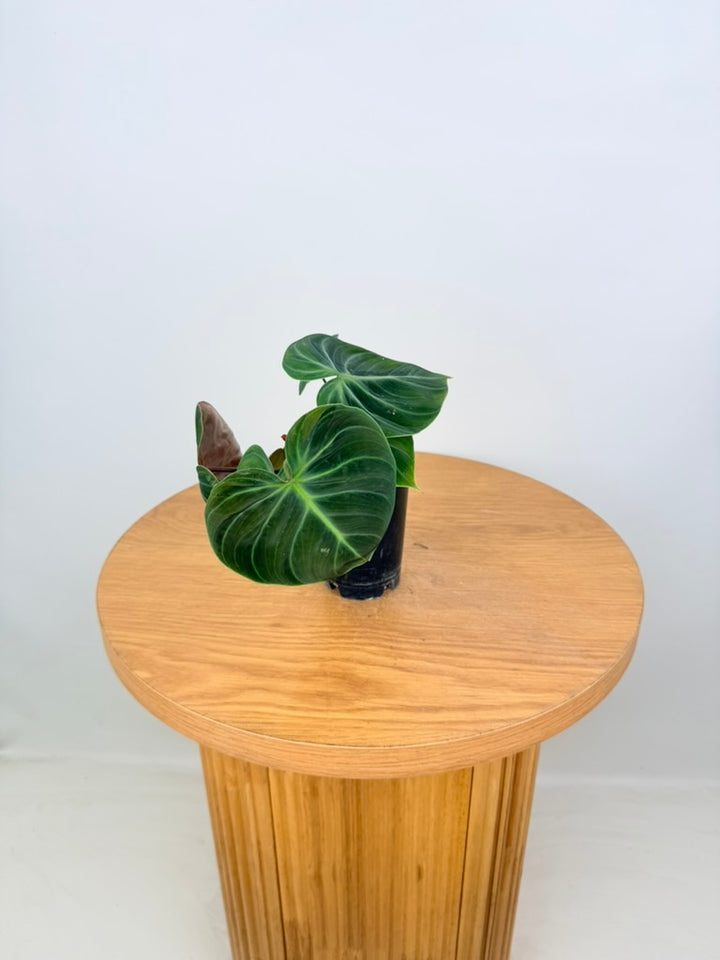 Philodendron Rubrijuvenile - El Choco Red