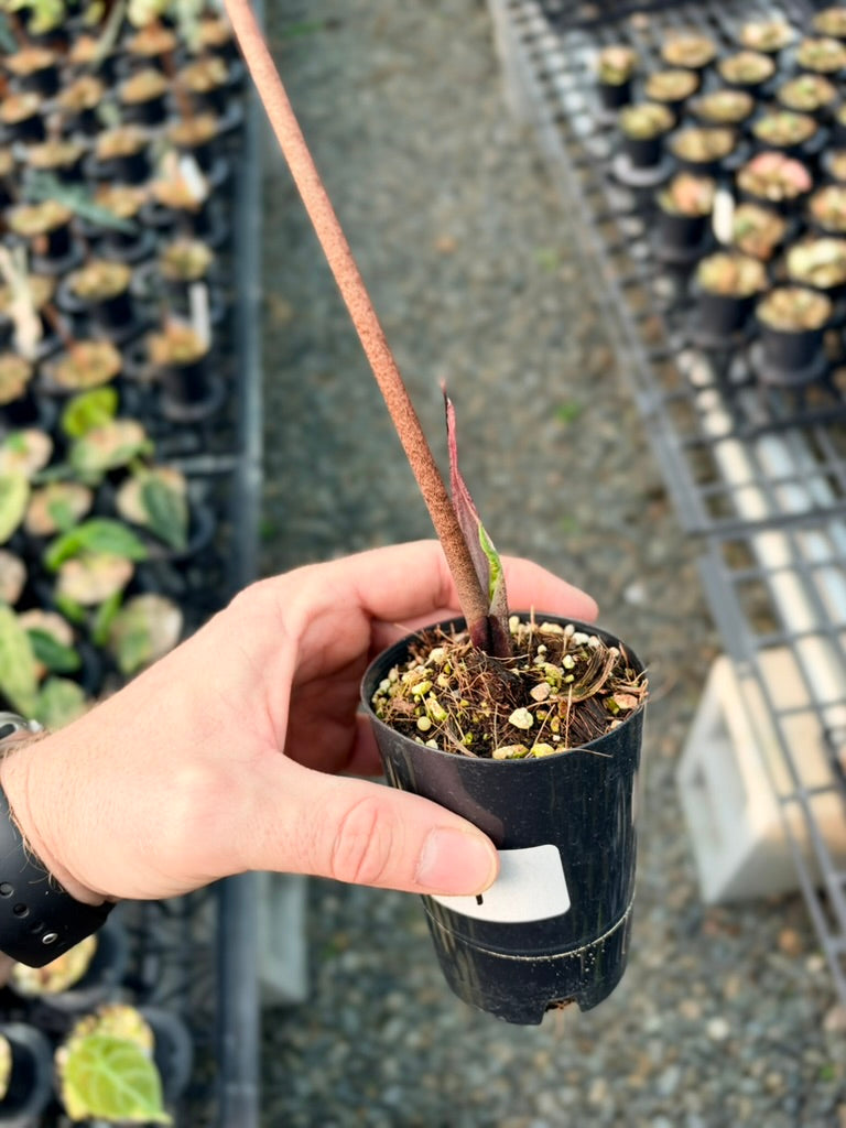 Handpicked #87 - Caladium Bicolor - Miss Muffet