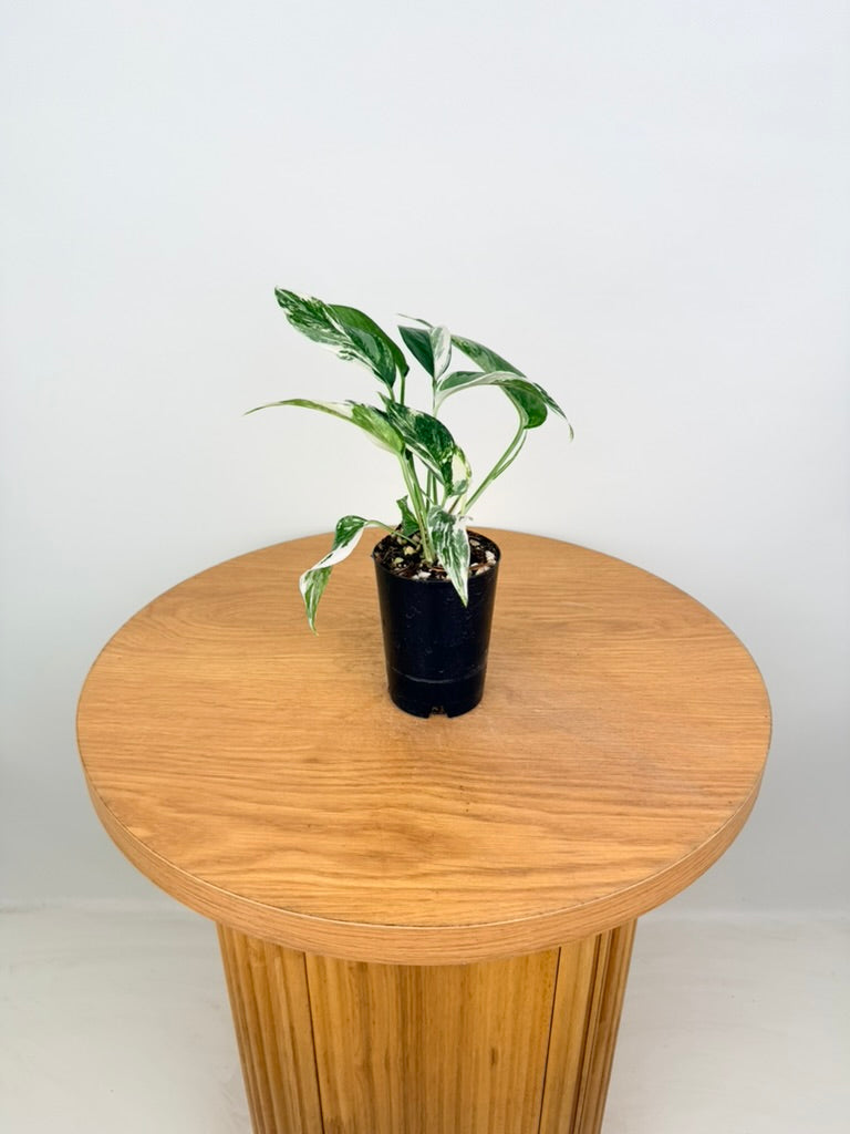 Epipremnum Pinnatum - Variegata Albo