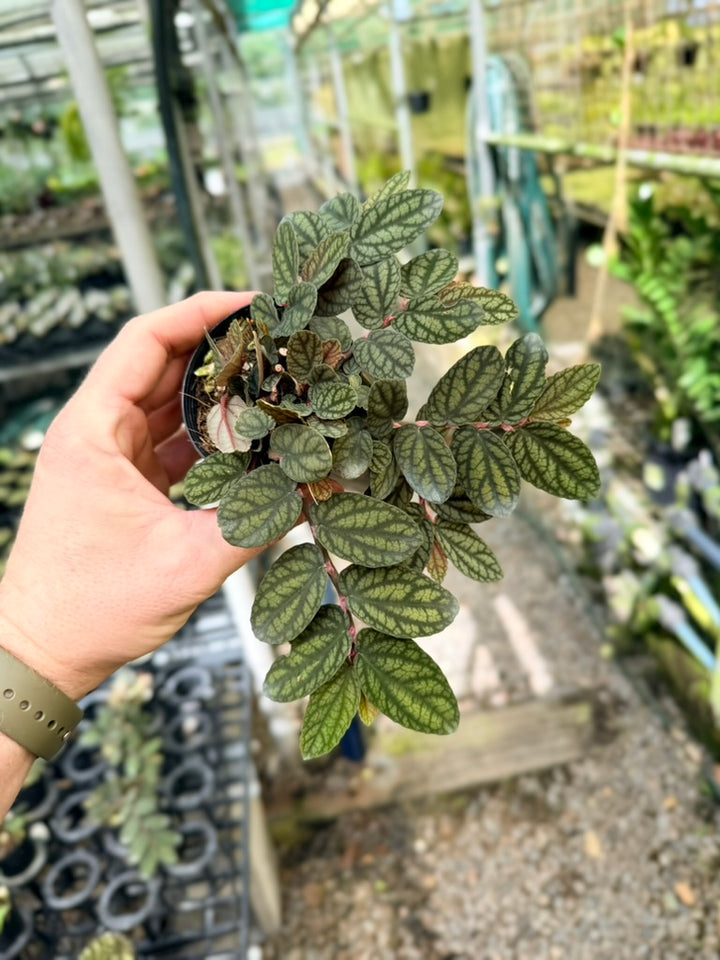 Pellionia Repens Var. Pulchra