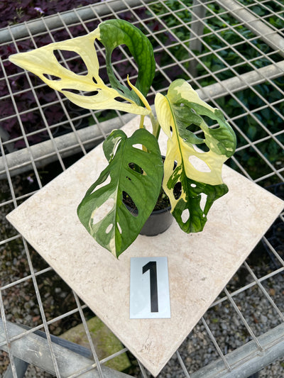 Monstera Adansonii Variegated Albo