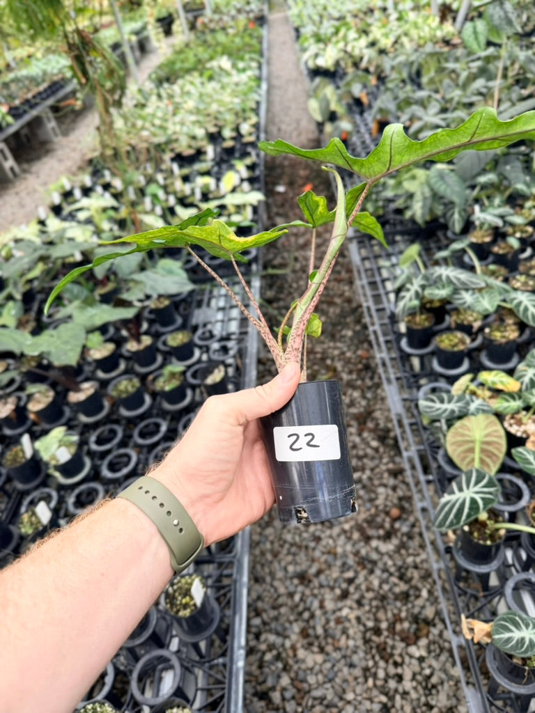 Handpicked #22 - Alocasia sp Sulewasi 'Sabrina Narrow' - Aurea Variegata