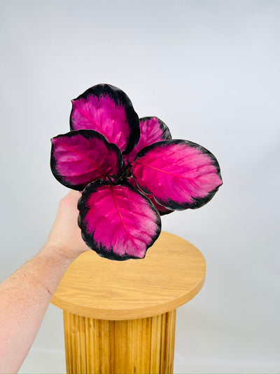 Goeppertia Roseopicta - Rosy