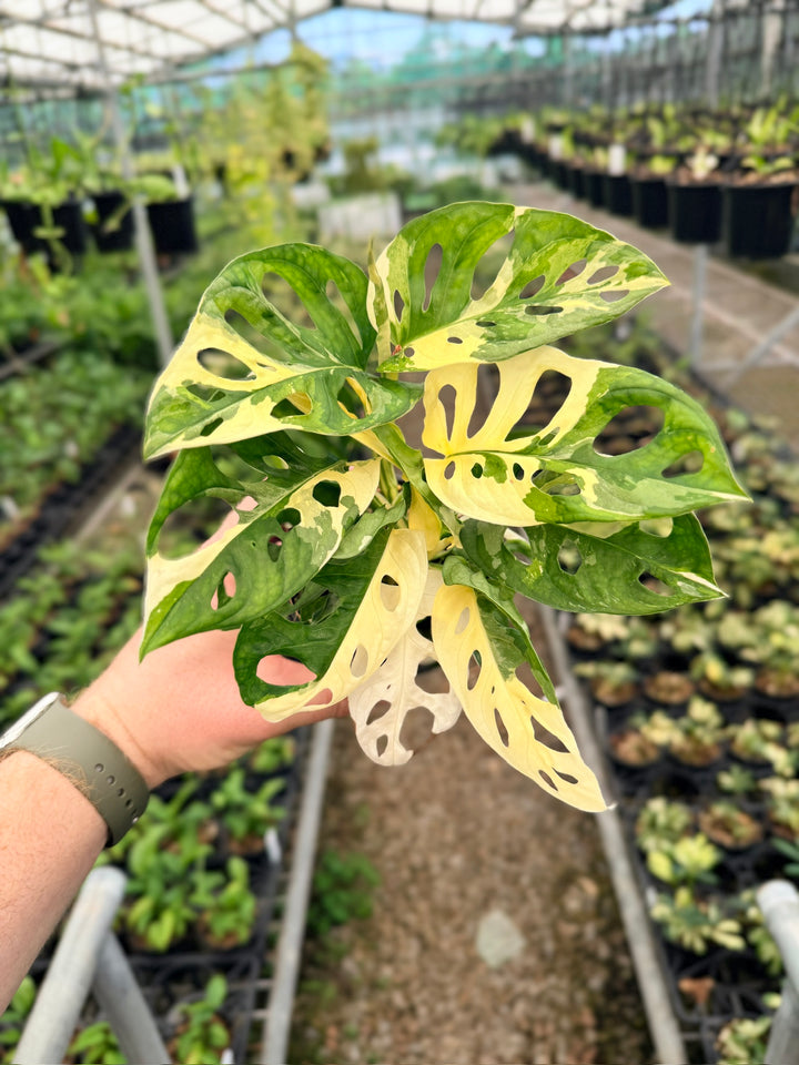 Handpicked #126 - Monstera Adansonii - Monkey Mask - Variegated Albo - Double Planted