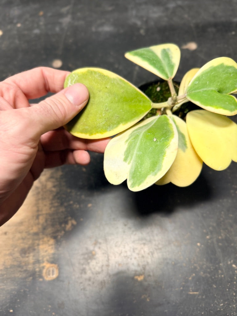 Handpicked #91 - Hoya Kerrii Albomarginata - 100mm Pot