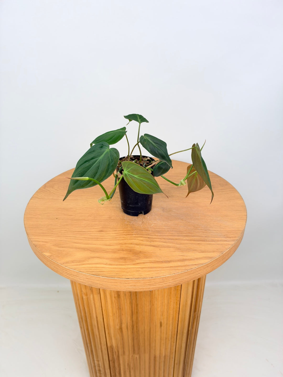 Philodendron Hederaceum - Micans