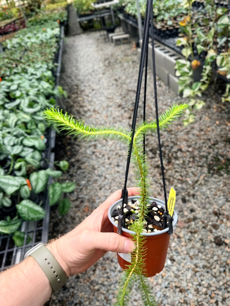 Handpicked #35 - Phlegmariurus squarrosus [Huperzia Squarrosa] - QLD Fine Rock Tassel Fern