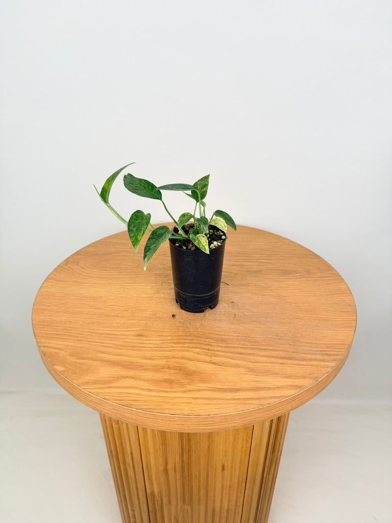 Epipremnum Pinnatum - Mint