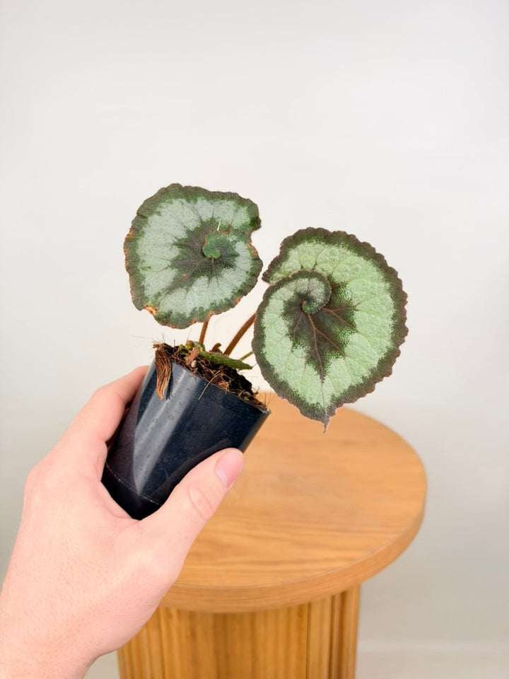 Begonia Rex - Escargot - Imperfect Foliage